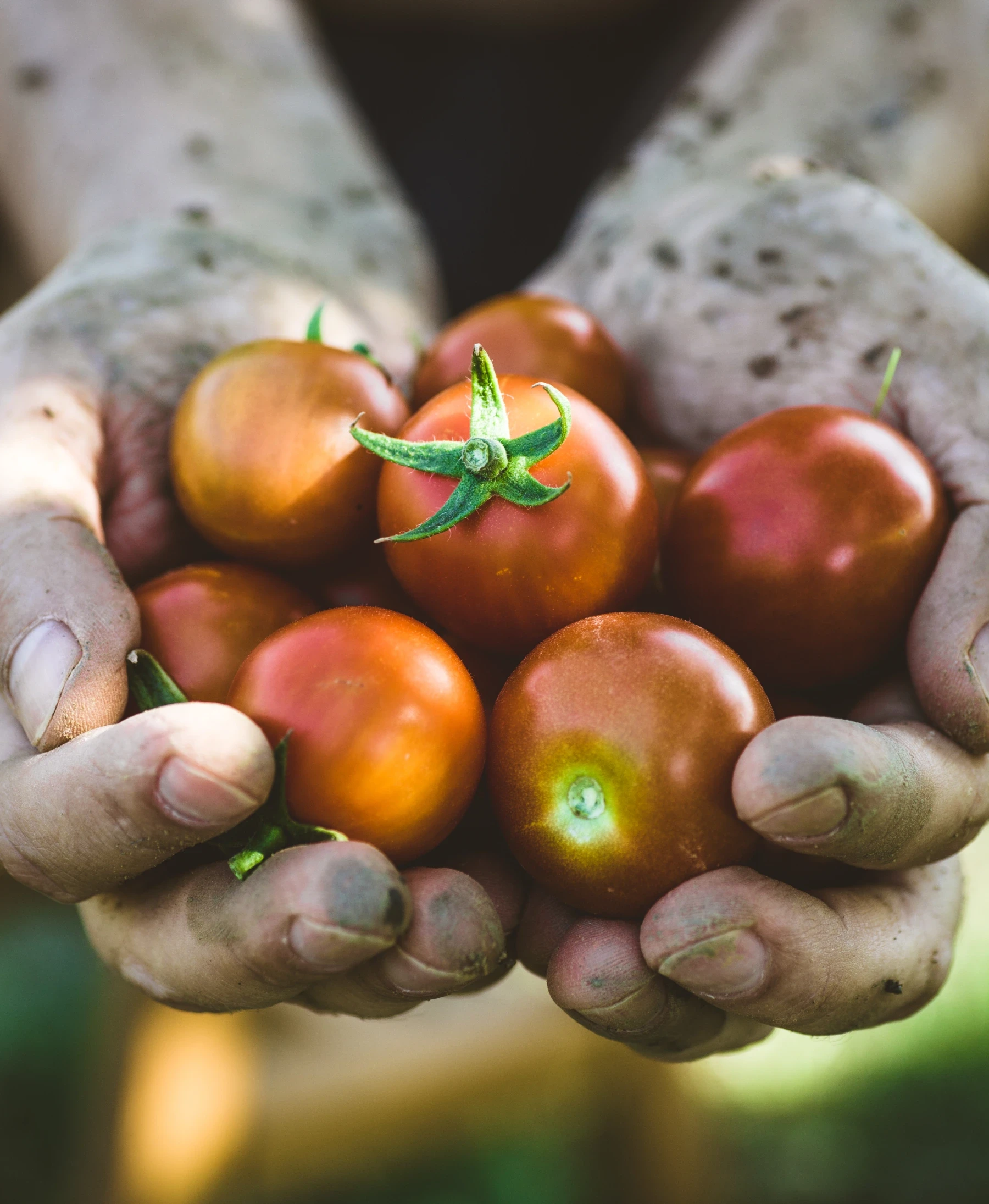 Holding tomatos in both hands